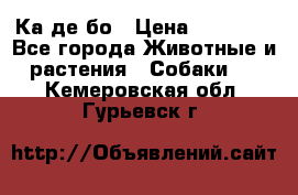 Ка де бо › Цена ­ 25 000 - Все города Животные и растения » Собаки   . Кемеровская обл.,Гурьевск г.